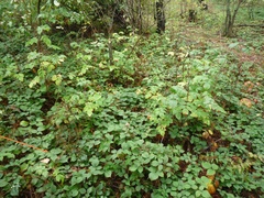 Rubus hirtus