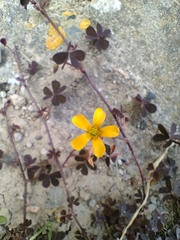 Oxalis corniculata
