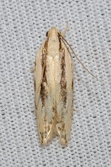 Ardozyga chionoprora