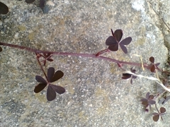 Oxalis corniculata