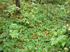 Rubus hirtus