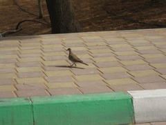 Streptopelia senegalensis
