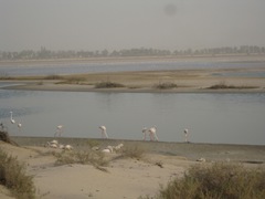 Phoenicopterus roseus