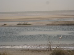 Phoenicopterus roseus