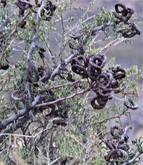 Prosopis denudans