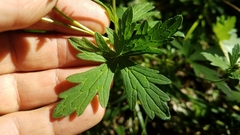 Geranium oreganum
