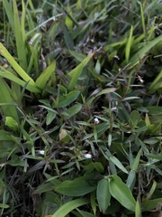 Scleromitrion brachypodum