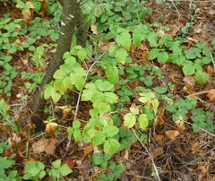 Rubus × idaeoides