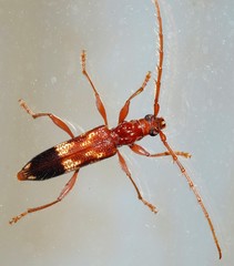 Coptocercus aberrans