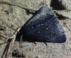 Elaphristis melanica
