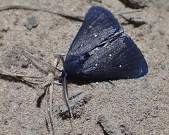Elaphristis melanica