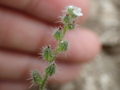 Cryptantha muricata