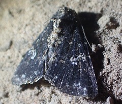 Condica dolorosa