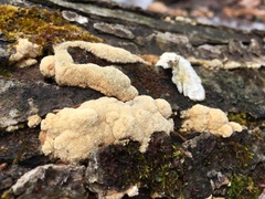 Rigidoporus corticola