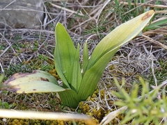 Ophrys insectifera aymoninii