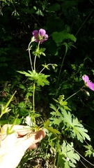 Geranium oreganum