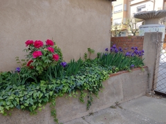 Paeonia × suffruticosa