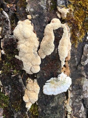 Rigidoporus corticola