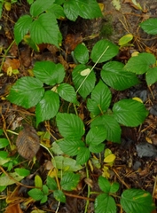 Rubus