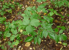 Rubus