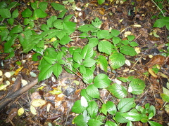 Rubus