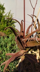 Aloe pluridens