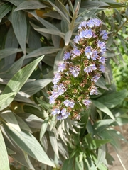 Echium