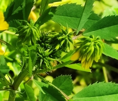 Trigonella corniculata