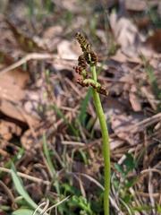 Sceptridium lunarioides