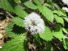 Hydrangea hirta