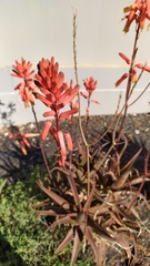 Aloe pluridens