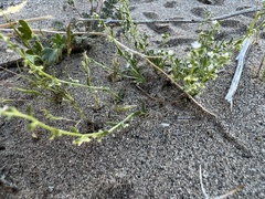 Pectocarya penicillata