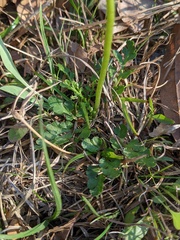 Sceptridium lunarioides