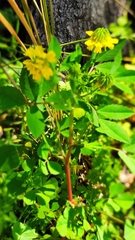 Trigonella corniculata