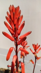 Aloe pluridens