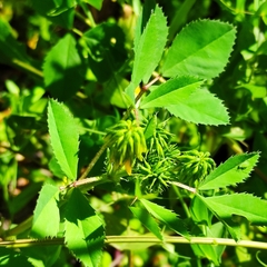 Trigonella corniculata