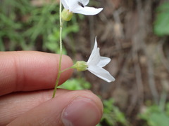 Lithophragma affine