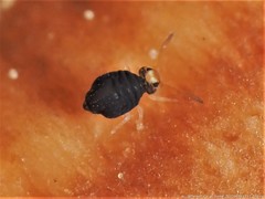 Sminthurinus minutus