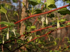 Ribes curvatum