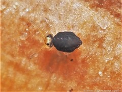 Sminthurinus minutus