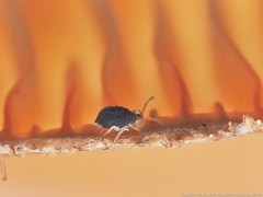 Sminthurinus minutus