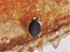 Sminthurinus minutus