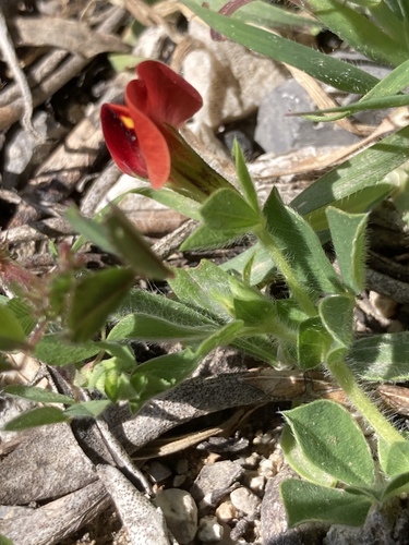 Winged pea (Lotus tetragonolobus)