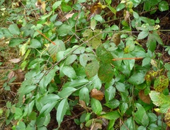 Rubus gracilis