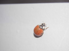 Harmonia axyridis