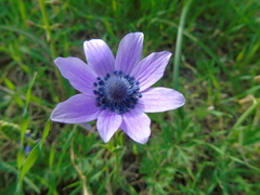 Anemone