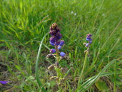 Bellevalia dubia boissieri