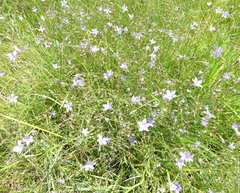 Wahlenbergia undulata