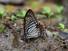 Graphium macareus