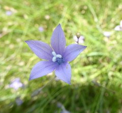 Wahlenbergia undulata